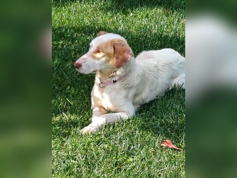 STELLA – sanfte Setter-Mischlingshündin sucht liebevolles Zuhause
