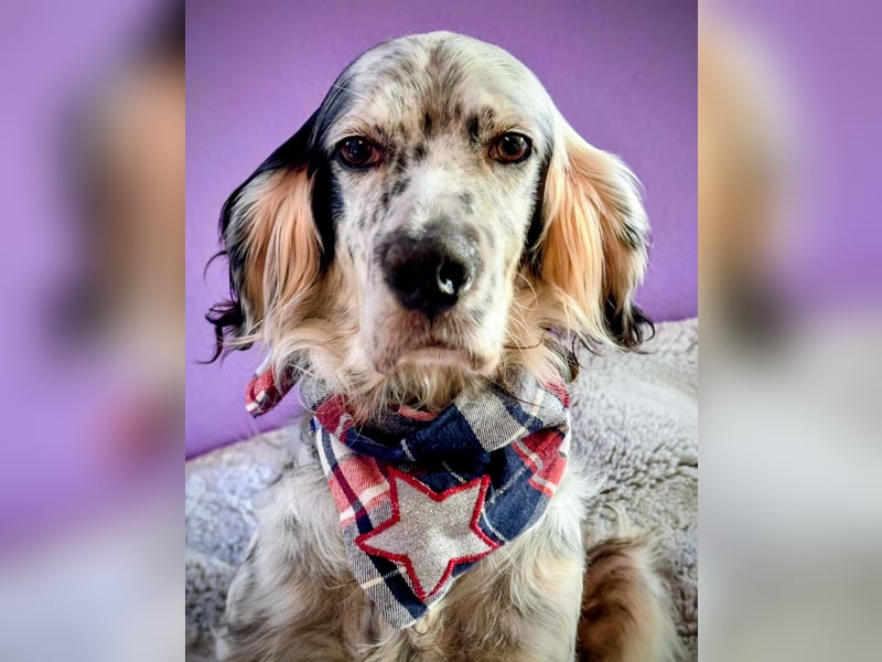 Vermittlungshilfe für Chase