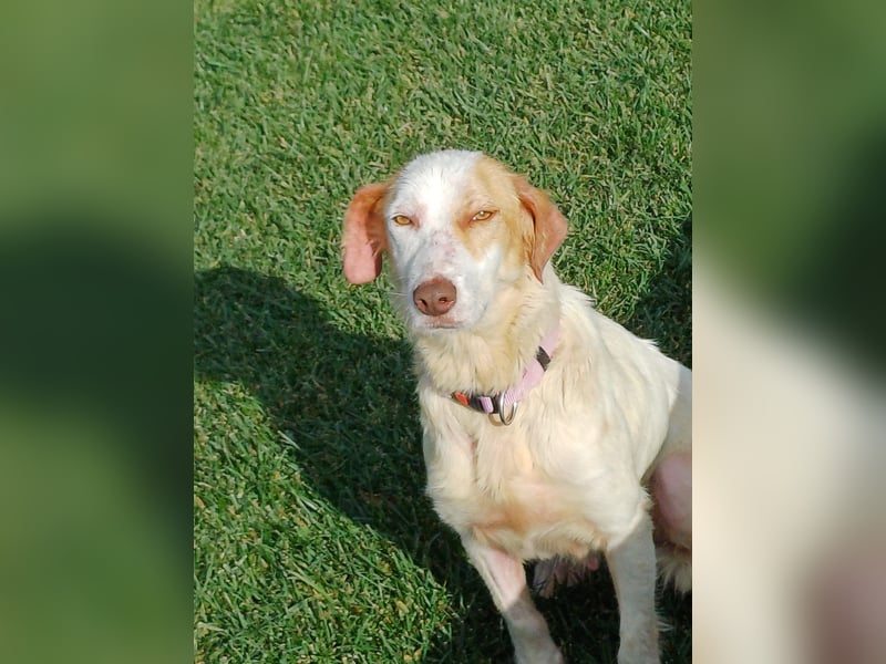 STELLA – sanfte Setter-Mischlingshündin sucht liebevolles Zuhause