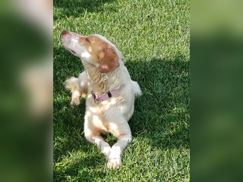 STELLA – sanfte Setter-Mischlingshündin sucht liebevolles Zuhause