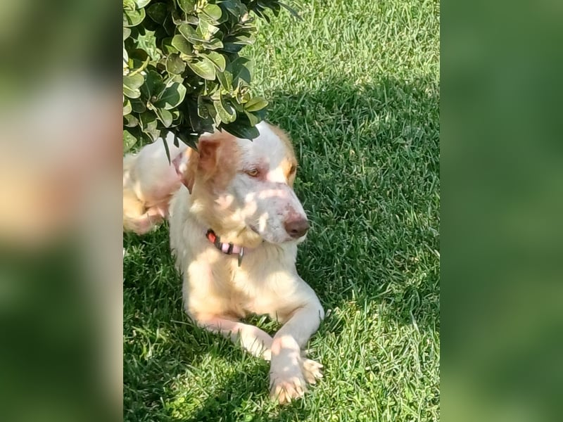 STELLA – sanfte Setter-Mischlingshündin sucht liebevolles Zuhause