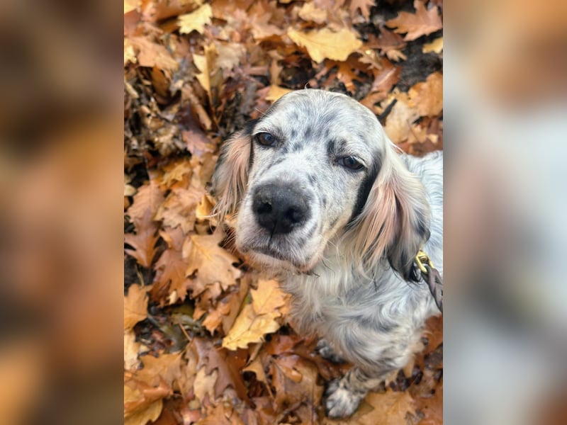 Vermittlungshilfe für Chase