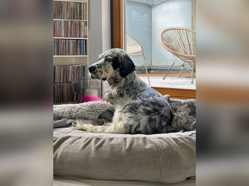 Vermittlungshilfe für Chase