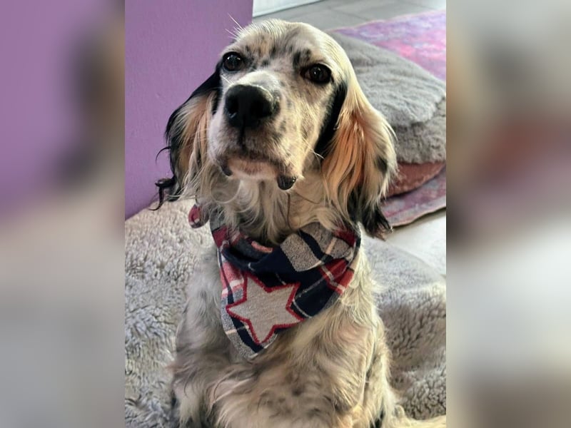 Vermittlungshilfe für Chase