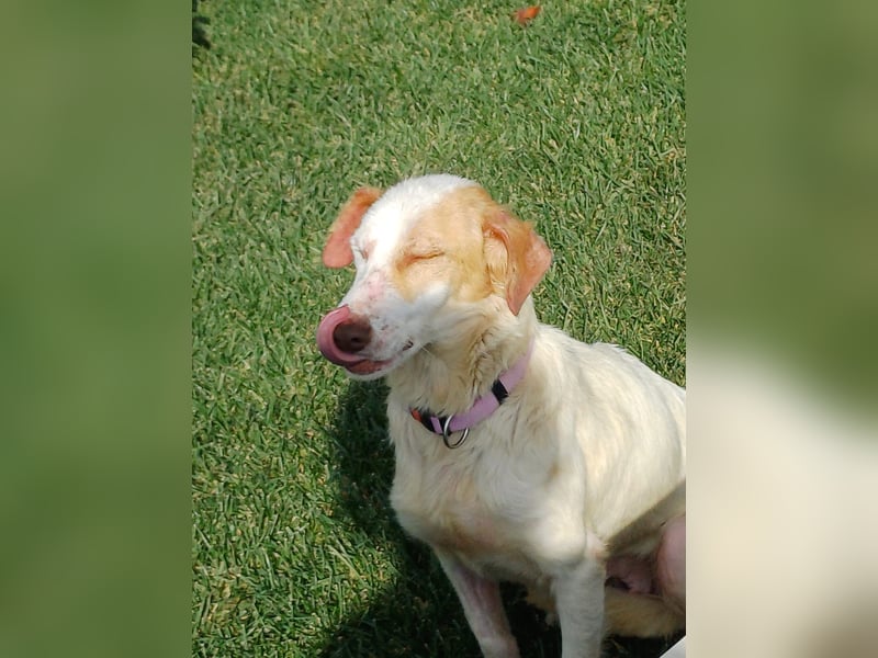 STELLA – sanfte Setter-Mischlingshündin sucht liebevolles Zuhause