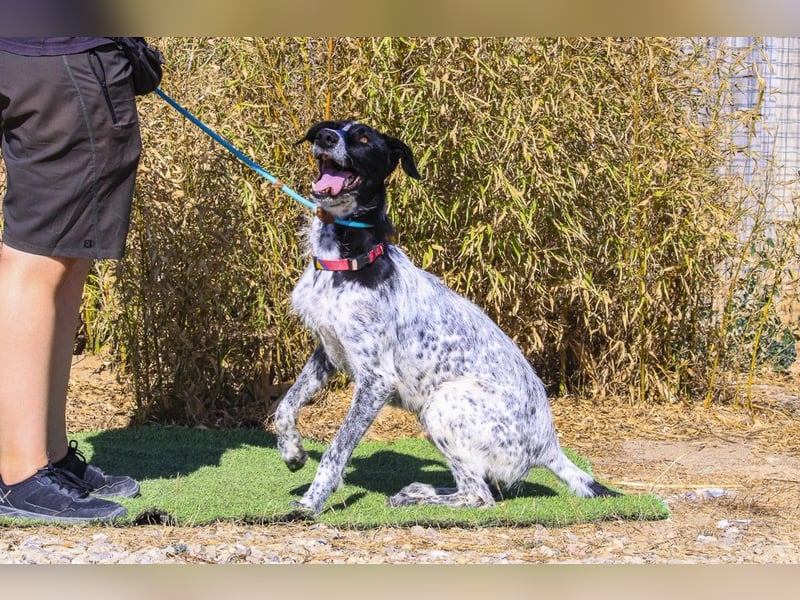 Auch Energiebündel Palermo  sucht ein neues Zuhause