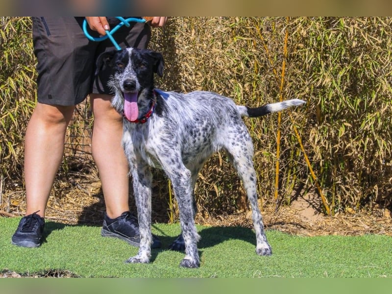 Auch Energiebündel Palermo  sucht ein neues Zuhause