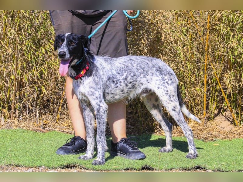 Auch Energiebündel Palermo  sucht ein neues Zuhause