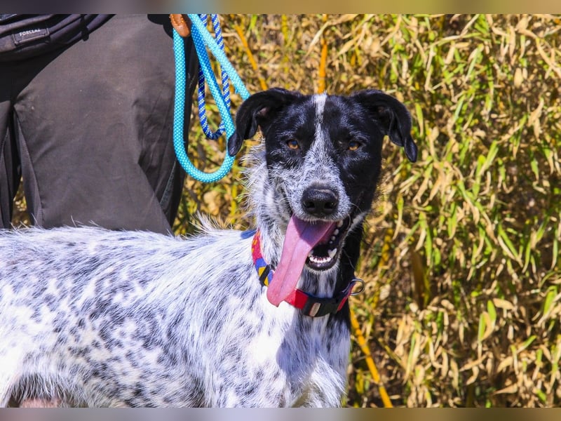 Auch Energiebündel Palermo  sucht ein neues Zuhause