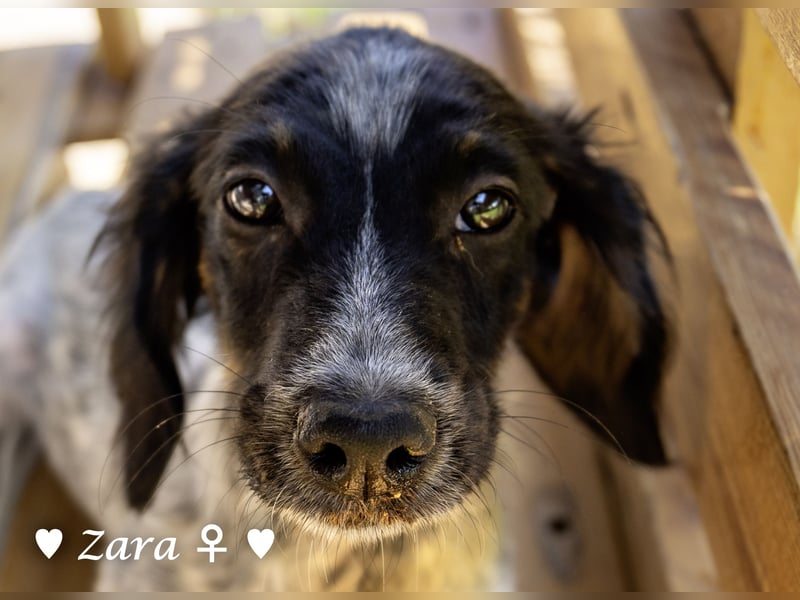 Vier Setter (-mischlinge) suchen ein Zuhause ab August
