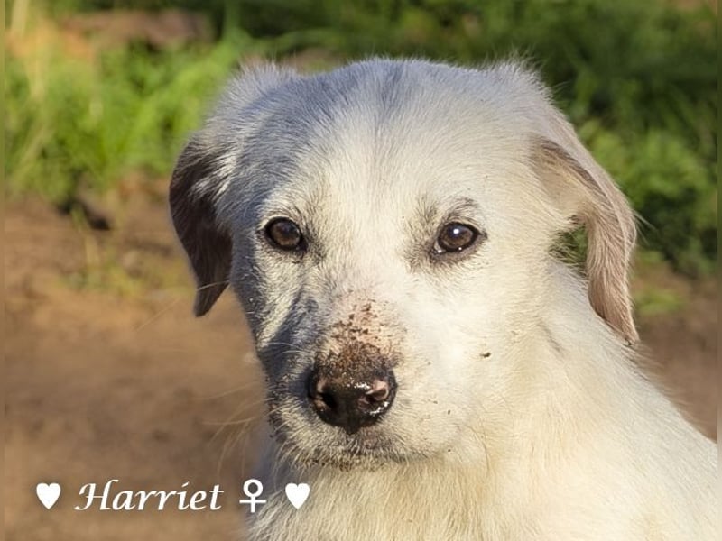 Harry, Harriet, Hank und Hero suchen ein Zuhause