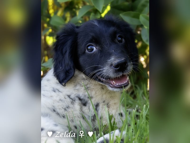 Vier Setter (-mischlinge) suchen ein Zuhause ab August