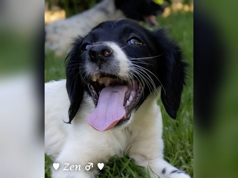 Zen -ein Setterwelpe sucht ab Ende August ein Zuhause