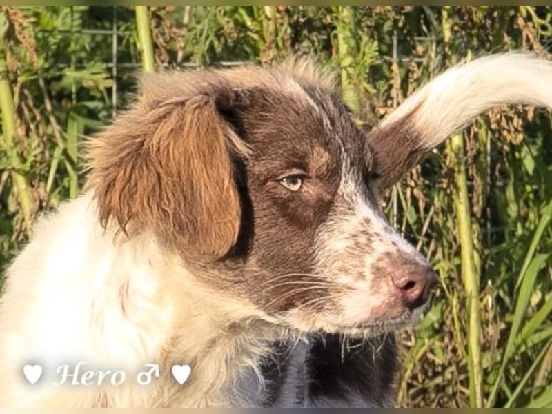 Hank und Hero suchen ein Zuhause