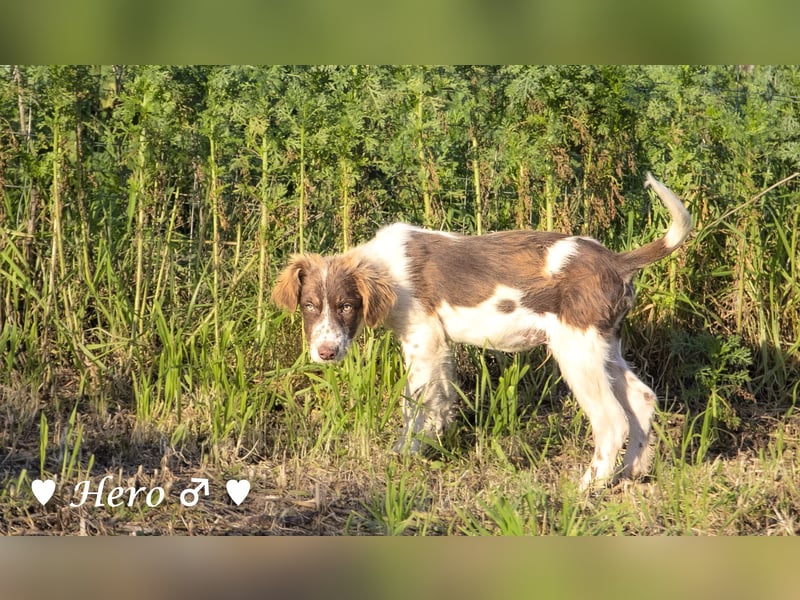 Hank und Hero suchen ein Zuhause