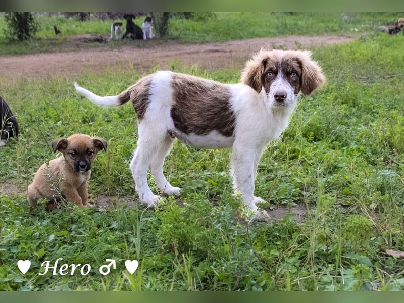 Hank und Hero suchen ein Zuhause