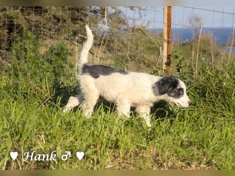 Hank und Hero suchen ein Zuhause