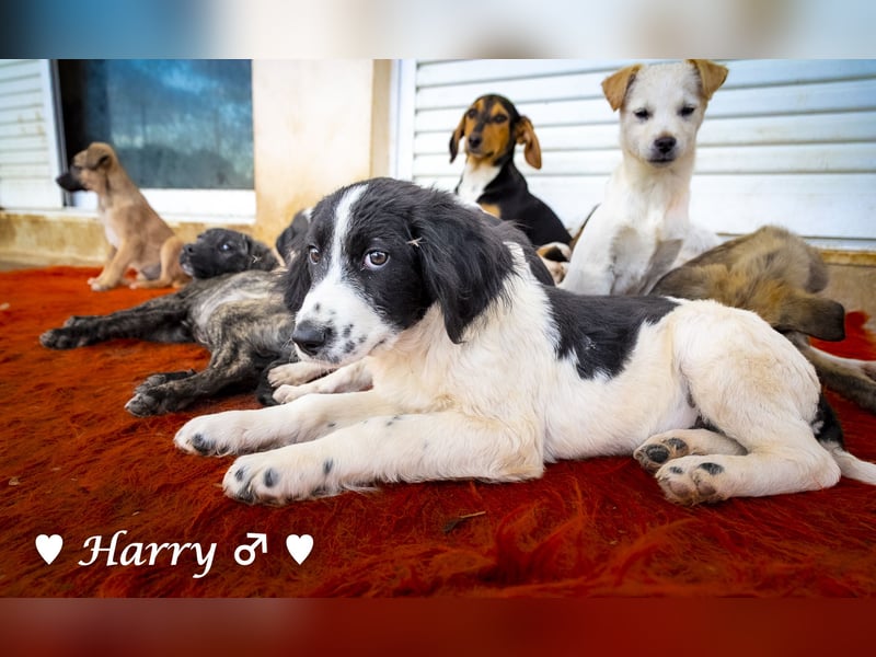 Harry, Harriet, Hank und Hero suchen ein Zuhause