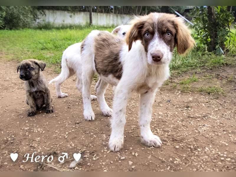 Hank und Hero suchen ein Zuhause