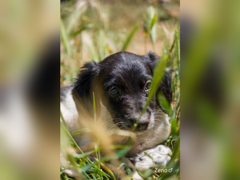 Vier Setter (-mischlinge) suchen ein Zuhause ab August