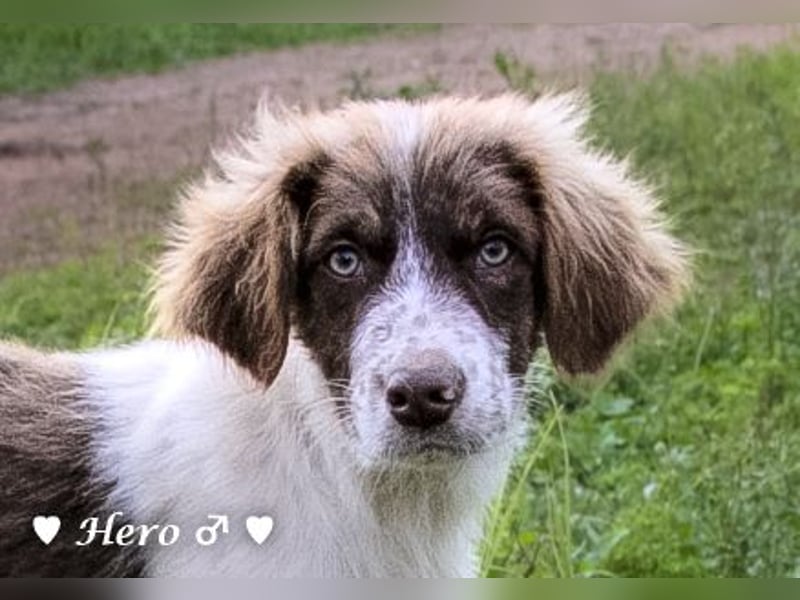 Hank und Hero suchen ein Zuhause