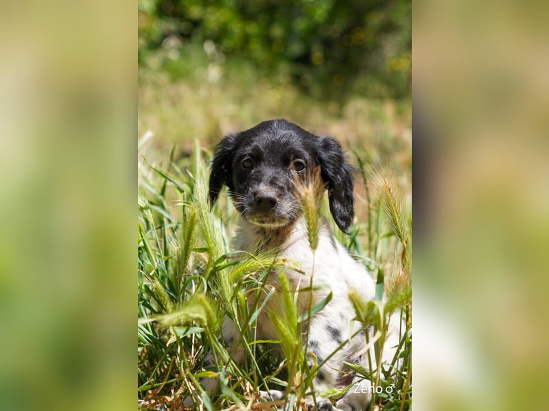 Vier Setter (-mischlinge) suchen ein Zuhause ab August