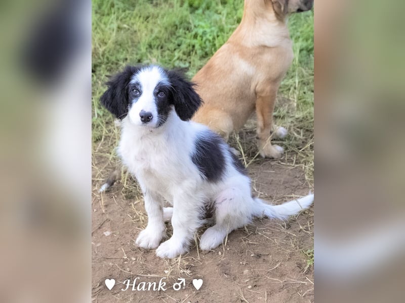 Hank und Hero suchen ein Zuhause