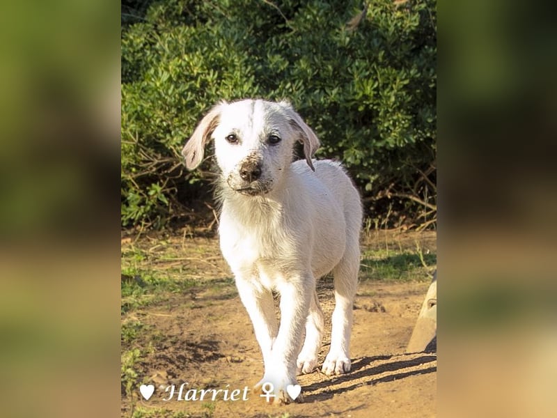 Harry, Harriet, Hank und Hero suchen ein Zuhause