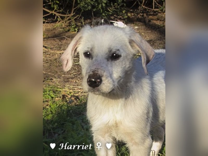 Harry, Harriet, Hank und Hero suchen ein Zuhause