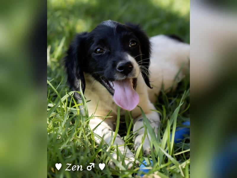 Zen -ein Setterwelpe sucht ab Ende August ein Zuhause