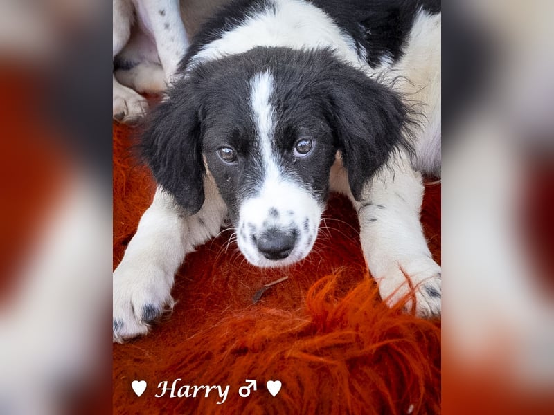 Harry, Harriet, Hank und Hero suchen ein Zuhause