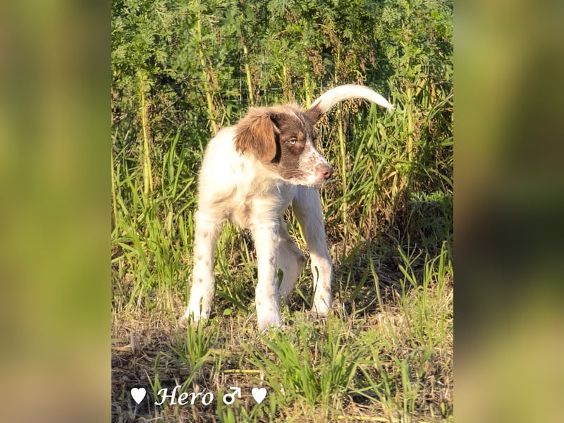 Hank und Hero suchen ein Zuhause