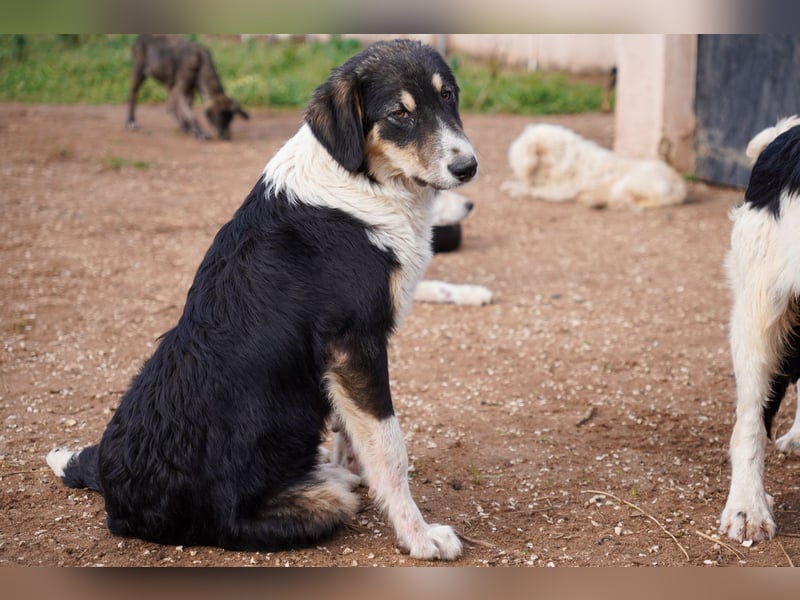 Doros, Dinos, Deri und Dex  suchen ein Zuhause