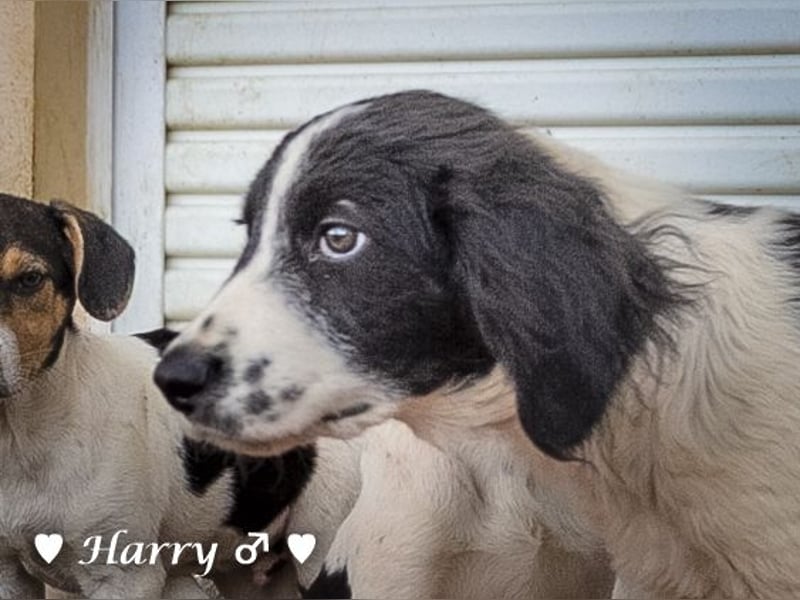 Harry, Harriet, Hank und Hero suchen ein Zuhause
