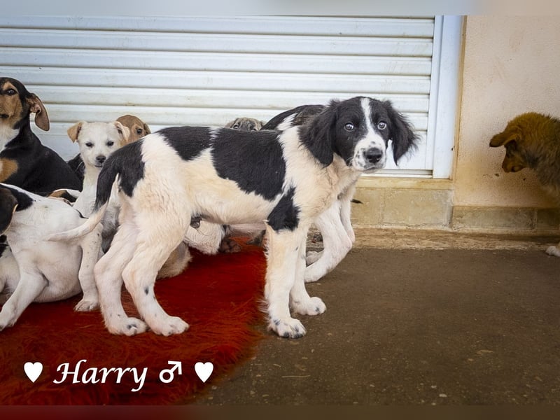 Harry, Harriet, Hank und Hero suchen ein Zuhause