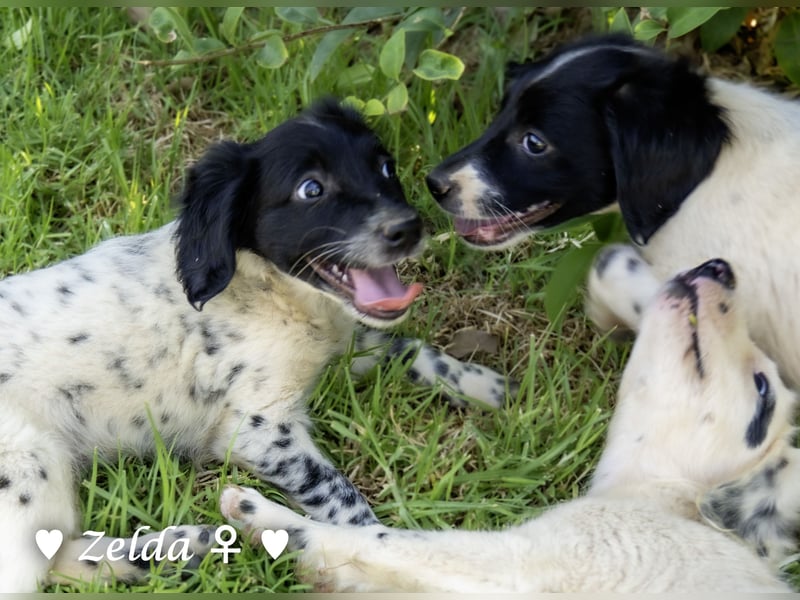 Vier Setter (-mischlinge) suchen ein Zuhause ab August