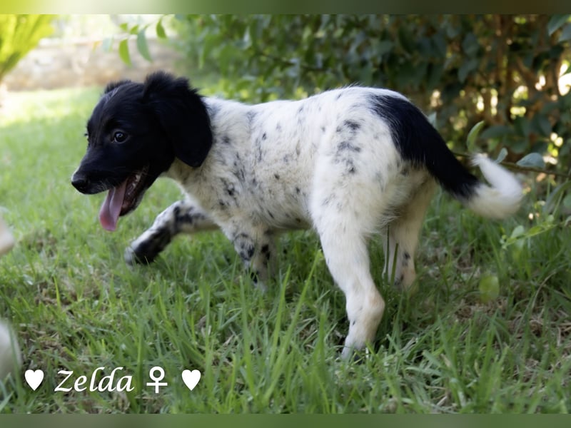 Vier Setter (-mischlinge) suchen ein Zuhause ab August