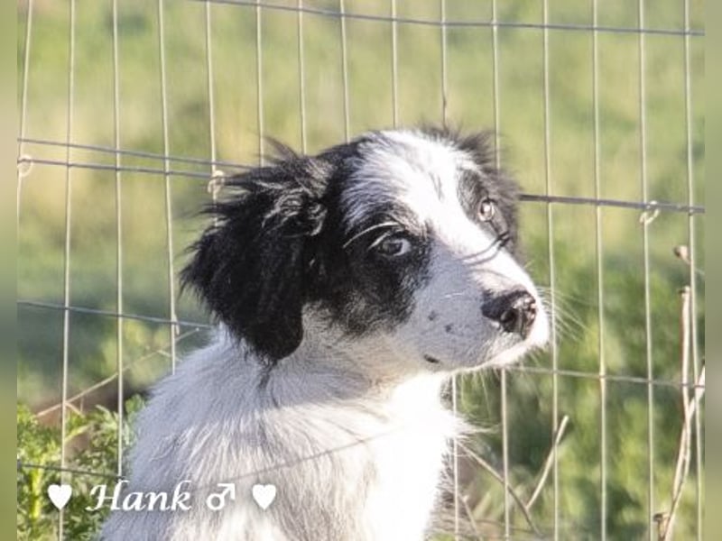 Hank und Hero suchen ein Zuhause