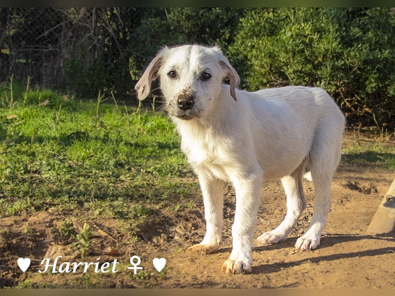 Harry, Harriet, Hank und Hero suchen ein Zuhause