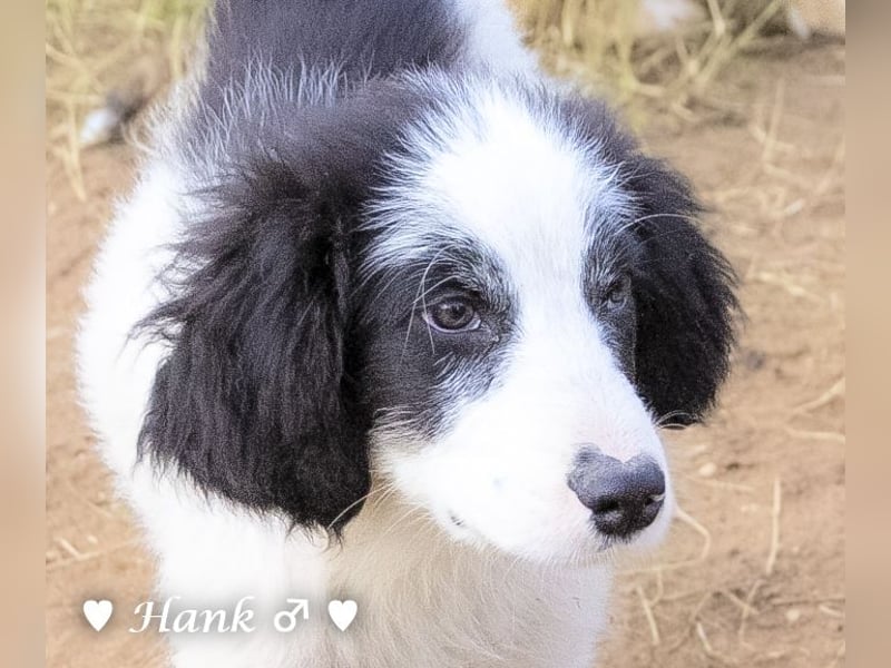 Hank und Hero suchen ein Zuhause