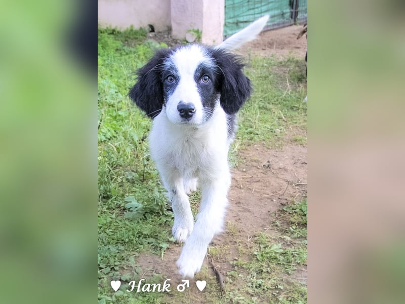 Hank und Hero suchen ein Zuhause