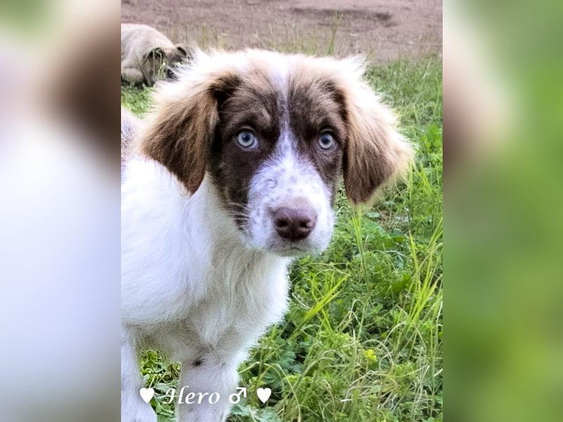 Hank und Hero suchen ein Zuhause