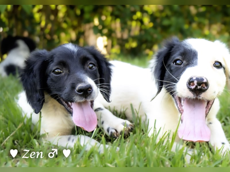 Vier Setter (-mischlinge) suchen ein Zuhause ab August