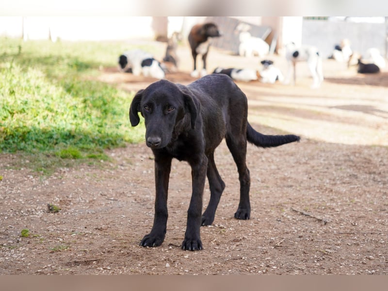 Doros, Dinos, Deri und Dex  suchen ein Zuhause