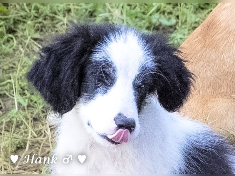 Hank und Hero suchen ein Zuhause