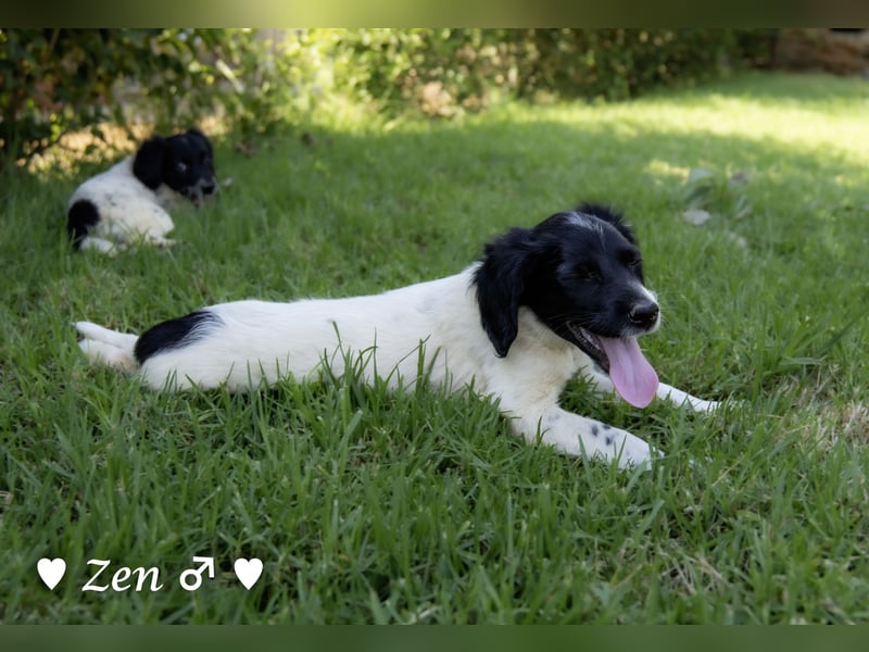 Zen -ein Setterwelpe sucht ab Ende August ein Zuhause