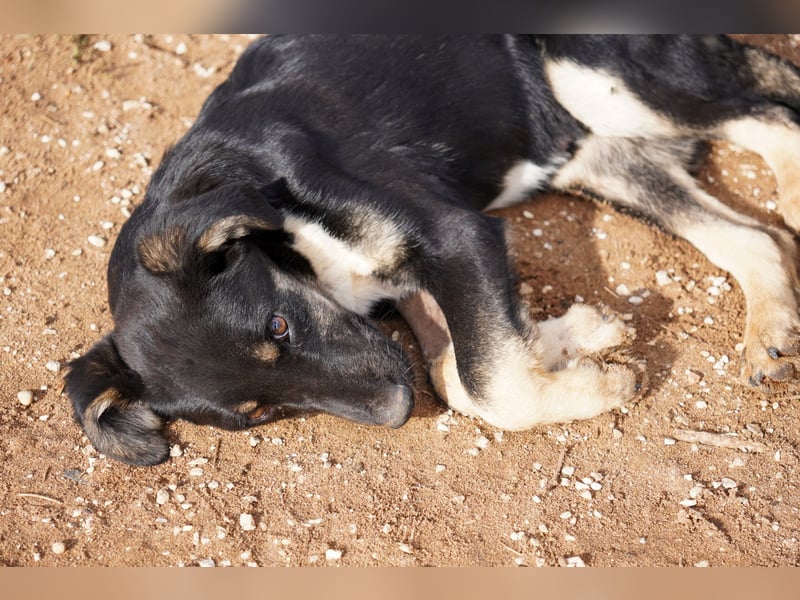 Doros, Dinos, Deri und Dex  suchen ein Zuhause