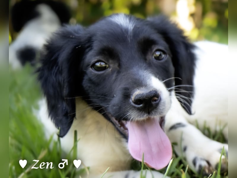 Zen -ein Setterwelpe sucht ab Ende August ein Zuhause