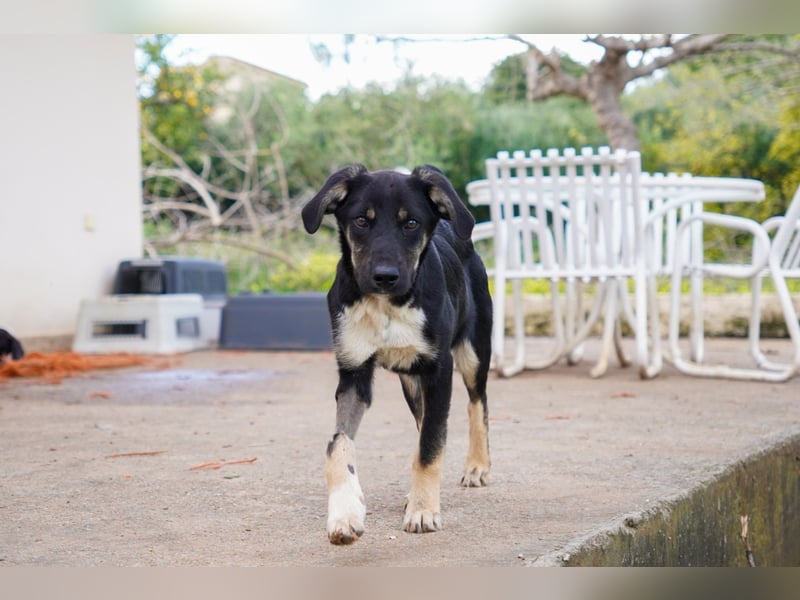 Doros, Dinos, Deri und Dex  suchen ein Zuhause