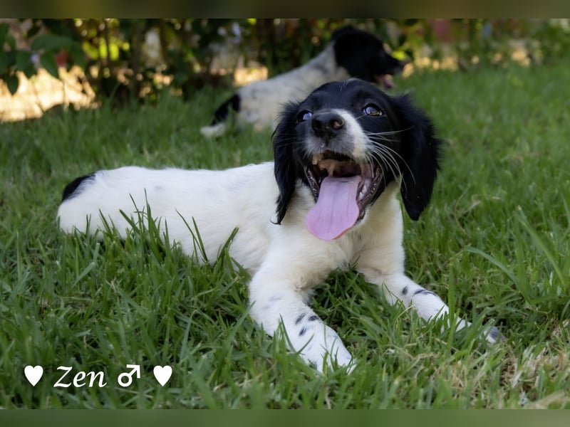 Vier Setter (-mischlinge) suchen ein Zuhause ab August